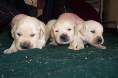 Ils sont MiMiiiiiiiiiiiii  !!!!
